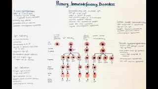 Primary Immune Disorders X linked Agammaglobulinemia Inborn errors of immunity Pediatrics [upl. by Eremahs]