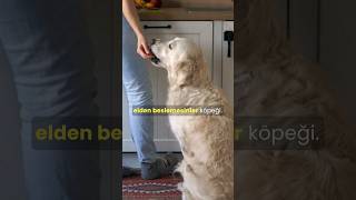 Elden Besleme köpekbakımı köpekadam çağrıaracı köpek köpekler köpekbesleme [upl. by Nyleikcaj543]