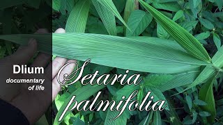 Palmgrass Setaria palmifolia  part 1 [upl. by Hilaire]