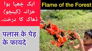 ChichraDhakPalashKesu  Butea Monosperma Tree health benefits in Urdu and Hindi by Atif Hussain [upl. by Lanny734]