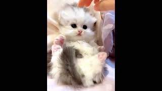 The lovely kittens are really sweet😍😍😍cat catsoftiktok kittycat cutecat funnycat meow for [upl. by Caresse]