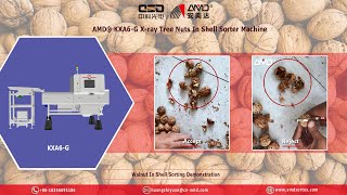 AMD® KXA6G Tree Nuts In Shell Xray Sorter Machine for Walnuts Shell Internal SortingInspecting [upl. by Corly]