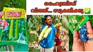 ഹൈബ്രിഡ് വിത്ത് പണി തരും variety hybrid seeds malayalam [upl. by Yerfoeg623]