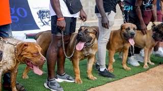 Boerboels line up with other mastiffs at Montego National Dog Walk 2022 [upl. by Ecyned265]