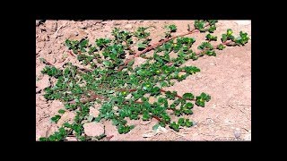 Purslane plants benefits  purslane plant uses  manaplants telugu  Purslane Plants [upl. by Zeb337]