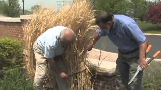 Pruning Ornamental Grasses [upl. by Sigvard]