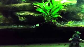 Bumblebee Jelly Catfish in my Planted Gourami Tank [upl. by Mairhpe195]