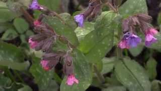 Pulmonaria officinalis  Lungenkraut Lungwort [upl. by Asemaj]