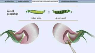 Mendelian Inheritance Animation [upl. by Haletta]