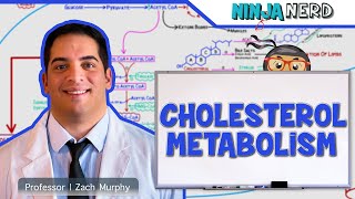 Metabolism  Cholesterol Metabolism [upl. by Kandy151]