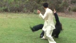 Tai Chi Application in Traditional Yang Long Form 1 [upl. by Anica]