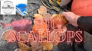 Big scallops and old waste water pipe diving fishing scallops scuba [upl. by Ratcliffe]