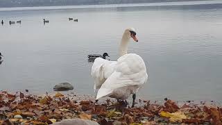 🦢besorgt über Konkurenz im Nachbarterritorium🦢worried about competition in neighboring territory [upl. by Granny]