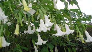 Para Que sirve El Floripondio Propiedades Medicinales Brugmansia [upl. by Gottuard]