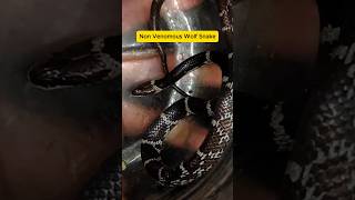 Non Venomous Snake kokan snake snakerescue snakerelease [upl. by Esinahs551]