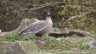 Pink footed Goose [upl. by Dorr]