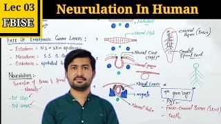 Neurulation in Human Embryos Essential Insights for Class 12 Biology [upl. by Trude804]