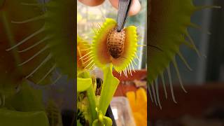 Deadly exotic plant eats a cockroach carnivorousplant venusflytrap bug nature insects [upl. by Eceryt]