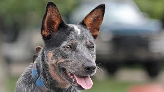 How to teach dogs to get in the Truck Boat and ATV [upl. by Neill]