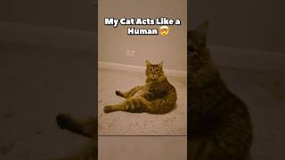 My Cat Acts Like A Human🤯 [upl. by Eaneg]