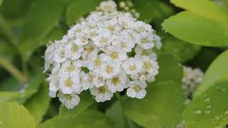 A New Plant for the Moon GardenGlow Girl Spirea [upl. by Orman]