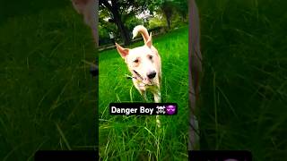 Devil 😈 Zorro devil dangerous dangerboys doglover dogs stray rap punjabi music slowmo [upl. by Kassity]