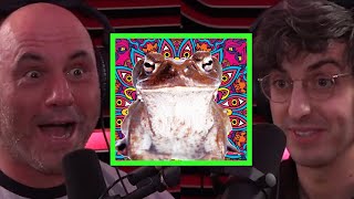 Toad Venom and DMT [upl. by Hessney]