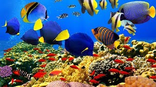 4K The most beautiful coral reefs and undersea creature on earth [upl. by Nimrac]