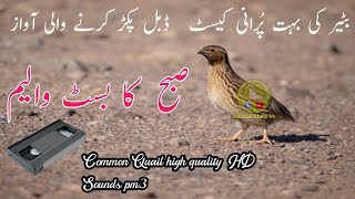 Bater ki awaazbatair ki Morning awaz vol 1000quail soundfemale quailbirds [upl. by Rawna508]