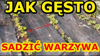 Jak gęsto sadzić warzywa  Zaplanuj Warzywnik [upl. by Bonny]