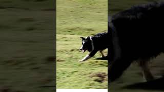 BORDER COLLIE PASTOREANDO OVELHAS [upl. by Adnahcir31]