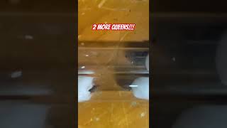 We caught 2 more Trapjaw ant queens shorts ants Ants4Life9 [upl. by Zetnom]