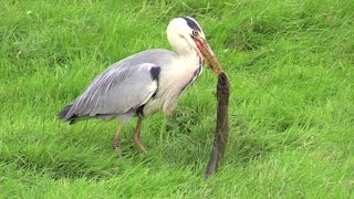 Vroege Vogels  Reiger eet paling [upl. by Ativla]