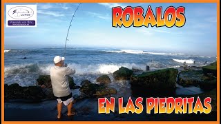 TEMPORADA DE ROBALOS EN LAS PIEDRITAS 2024 PLAYAS DE TECOMAN COLIMA MEXICO mlures fishing fish [upl. by Eiramnna]