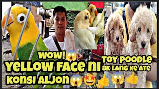 Bocaue PetmarketPang malakasang Yellow face opaline ni boss Aljon solid😱👍8k lang toy poodle😱 [upl. by Notyard]