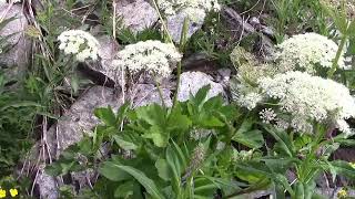 Balade au lac de Savine  les plantes des Alpes  Stroll to Savine lake  the plants of the Alps [upl. by Hgielak]