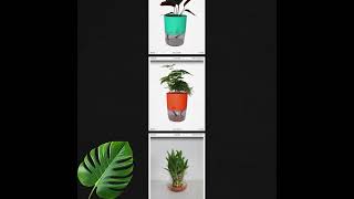 Shop now at Sugram Plantsquot indoorplantspune aglaonemaflower indoorgreenery plants [upl. by Ailenroc]