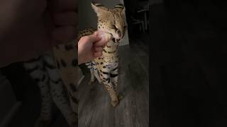 Serval Eats Raw Chicken Leg cat serval [upl. by Ahsuas814]