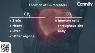 What are CB1 and CB2 receptors [upl. by Lindeberg]