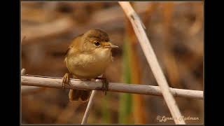 African Reed Warbler call [upl. by Ylecara919]