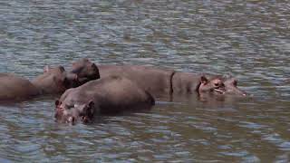 Blyde River Canyon 7 9 24 Hippo Water Monitor and Toucan [upl. by Vidda]