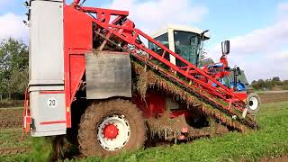 dewulf ZKII mit New Holland T 7230 Gespann in den Möhren [upl. by Nerral47]