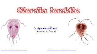 Giardia lamblia [upl. by Eliezer134]