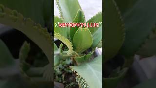 propagation of Bryophyllum from leaf budstrick to grow BRYOPHYLLUM from leaf bud bryophyllum [upl. by Godfree]