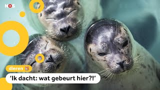 Waarom zijn deze Nederlandse zeehonden populair in Japan [upl. by Alimak]