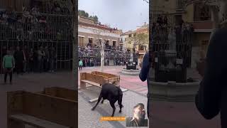 ¡Toro cerril en Pou DEn Calvo ¡Impresionante toros bull poudencalvo useres toro [upl. by Christalle]