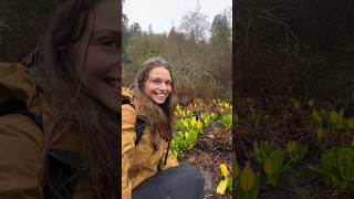 Laxative for Bears Skunk Cabbage 💩🌼🐻 [upl. by Eenert]