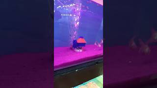 redcape gold fish🐟🐠 narenmarine goldfish fishes fishtank tamil shorts aquarium [upl. by Eirahcaz202]