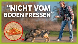 Nichts vom BODEN fressen ► So gewöhnst du es deinem Junghund ab  LiveTraining [upl. by Baal]