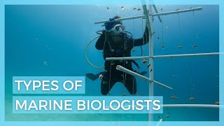 5 Types of Marine Biologists  Careers in Marine Biology [upl. by Lien795]